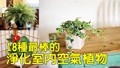 耐種植物|【淨化空氣又好養的9大類室內植物！連NASA也推薦！】